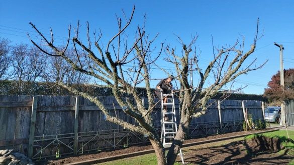 Winter Pruning in Motueka